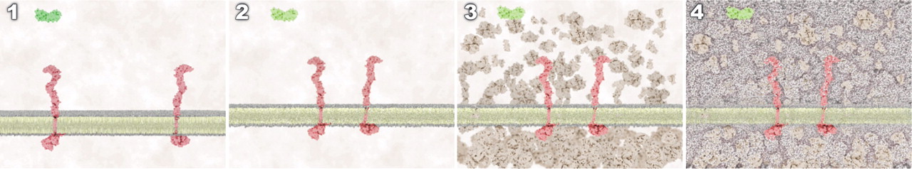 Four screenshots of four animations depicting the same cellular process but at increasing levels of visual complexity
