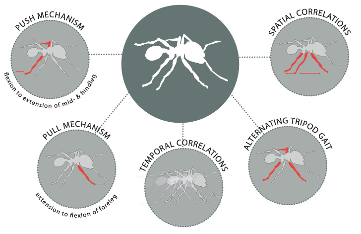 Diagram depicting various relationsets of ant locomotion